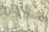 Triassic Aged Stromatolite Fossil - England #211725-1
